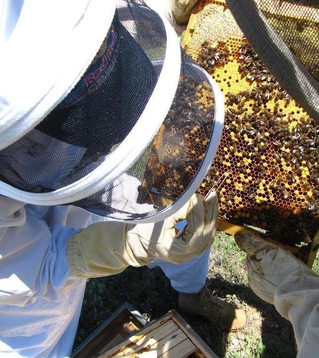 Las abejas realizan unos 20 viajes diarios y durante cada uno visitan medio centenar de flores
