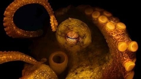 Primera especie de pulpo al que se le ha secuenciado el genoma (Judit Pungor)