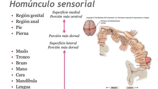 Representación del cuerpo en la corteza somatosensorial
