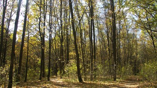 Los bosques absorben más de la cuarta parte de todo el CO2 emitido cada año por el hombre