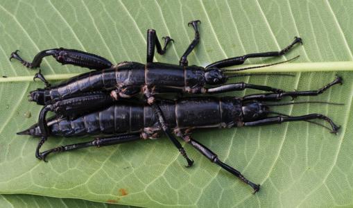 Una pareja de insectos palo de la isla de Lord Howe
