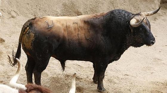 Segundo toro