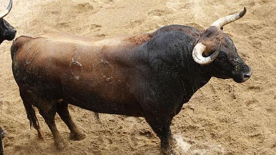 Primer toro