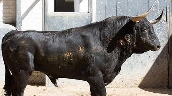 Cuarto toro