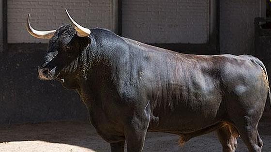 Quinto toro