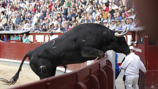El segundo toro trató de saltar al callejón varias veces