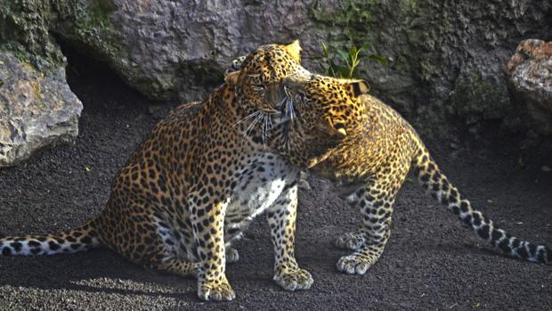 Bioparc Valencia celebra durante todo el mes de febrero nueve años de