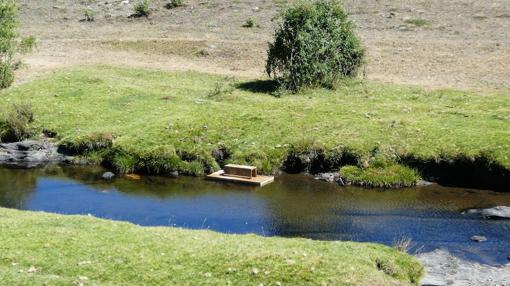 Plataforma flotante para la captura de ejemplares de visón americano