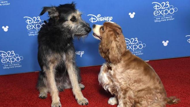 Los canes de «La dama y el vagabundo» en la alfombra roja de la presentación de Disney+