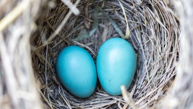 El concepto viene del término inglés «nest» (nido)