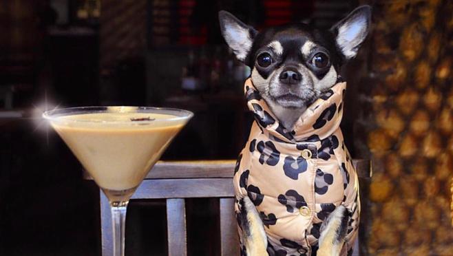 Un perro de lujo