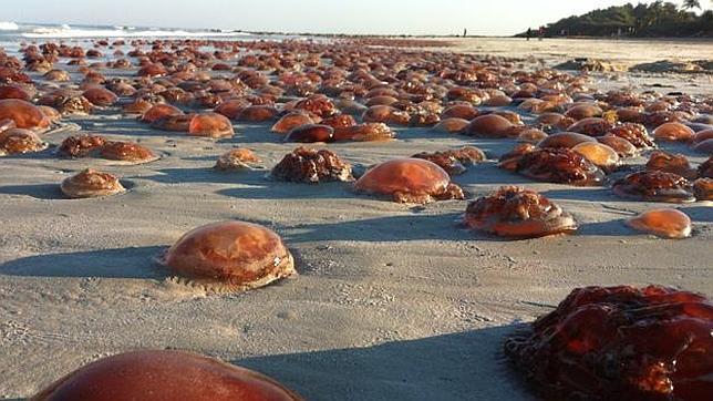 ¿Invaden las medusas los océanos?