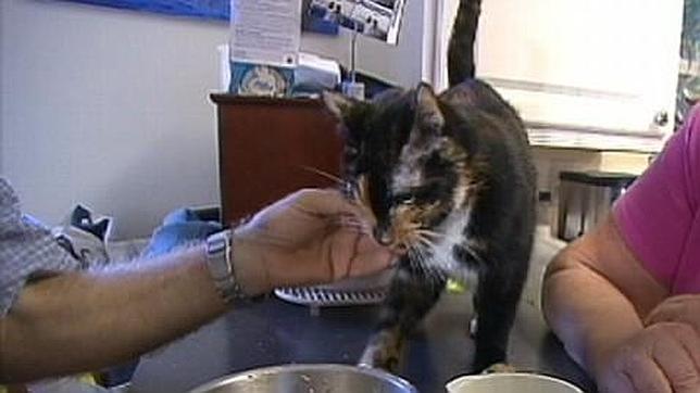 Un gato recorre más de 300 km para reencontrarse con sus dueños
