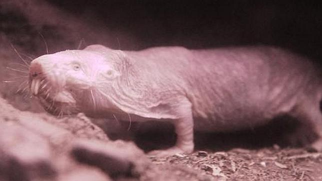 Nacen Las Primeras Crias De Rata Topo En El Parque Madrileno De Faunia