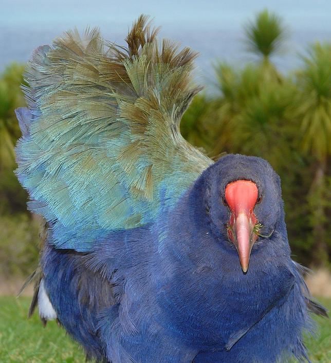 El ser humano provocó una extinción masiva de aves hace 4.000 años