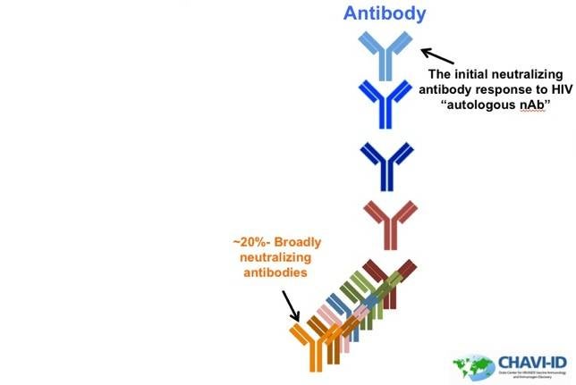 evolución del virus vih evolución del virus vih