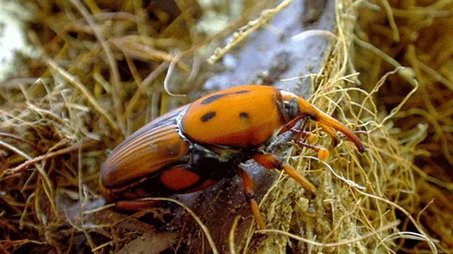 Los diez insectos más comestibles