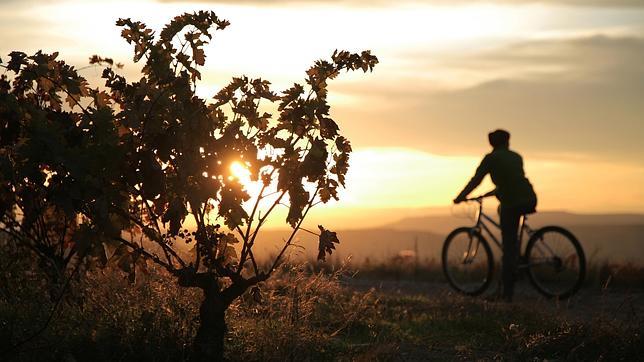 Paseo al atardecer entre las viñas de La Rioja