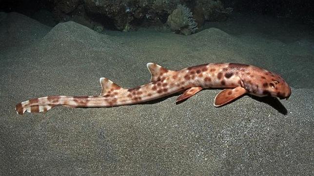 Descubren un tiburón que «camina» en Indonesia
