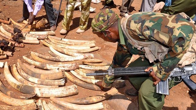 El tráfico de marfil y cuernos de rinoceronte financia a Al Shabab