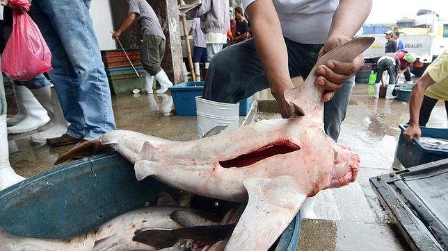Oceana y WWF han hecho públicos sus informes y peticiones aprovechando la cita