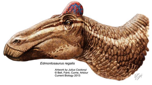 Sorpresa, los dinosaurios tenían crestas de gallo