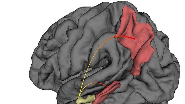 En amarillo, la corteza entorrinal, donde se inicia el alzhéimer, y en rojo, otras áreas del cerebro donde se propaga la enfermedad