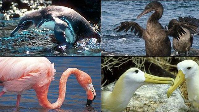 Resultado de imagen para Fauna de las islas galapagos