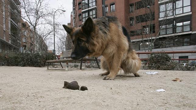 Los perros prefieren defecar alineados con el campo magnético de la Tierra