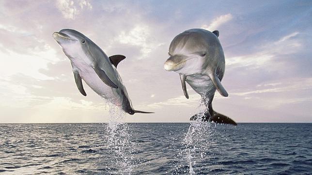 Los Delfines Son Diez Veces Mas Fuertes Que Los Mejores Atletas Olimpicos