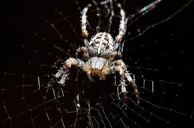 Los investigadores de la UPV han medido la difusividad térmica de la seda de la araña de jardín