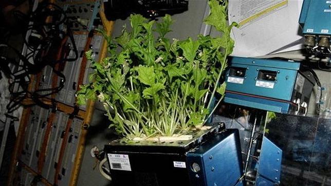 Guisantes y trigo ya crecen en el espacio