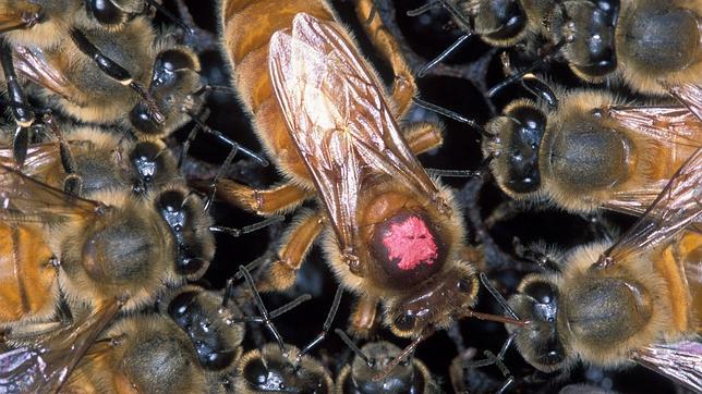 Abejas asesinas matan a un religioso español en Nicaragua