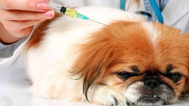 Perros y gatos son más propensos a tener pulgas y garrapatas