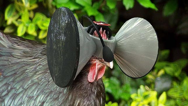 Inventan Gafas De Realidad Virtual Para Que Los Pollos No Se Sientan Encerrados