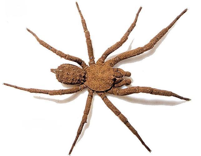 Descubren Una Arana Que Se Disfraza De Suelo