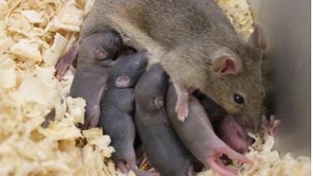 Nacen 8 ratones sanos a partir de esperma congelado de recién nacido