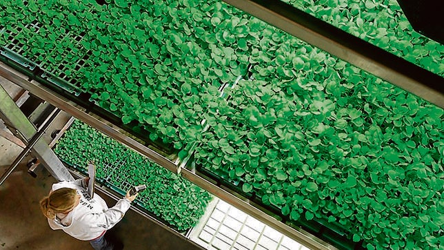 ZMapp se ha probado ya en dos estadounidenses infectados, se produce en plantas similares al tabaco