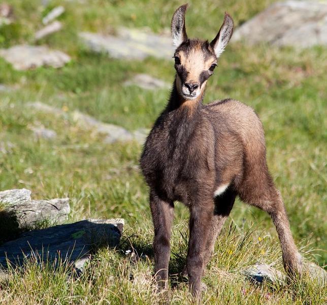 Un joven ejemplar de rebeco en los Alpes italianos