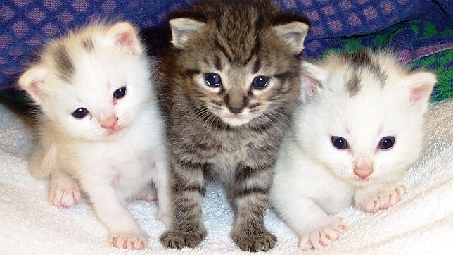 Los gatos están condicionados genéticamente para seguir siendo salvajes