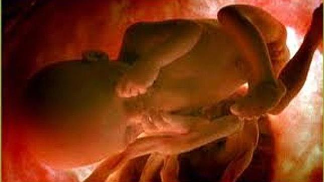 Dedos y genitales externos son dos adaptaciones clave para la vida terrestre