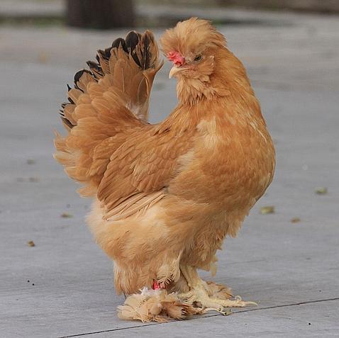 Las Gallinas Fueron Domesticadas En China Hace 10 000 Anos