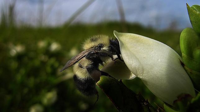 Una abeja alimentándose de néctar