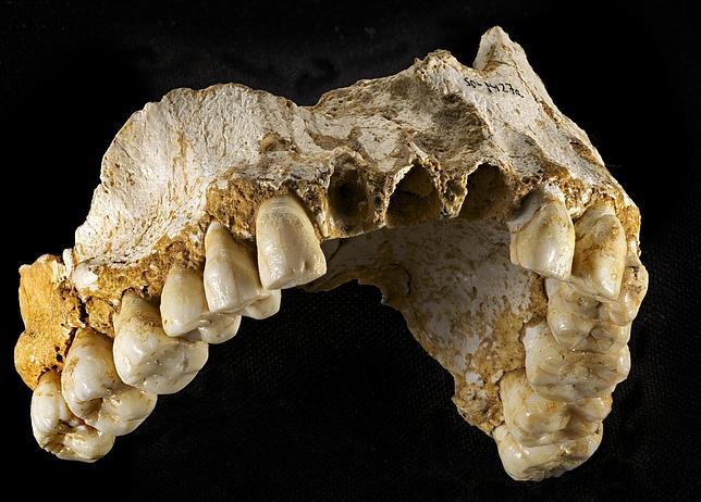 Maxilar neandertal