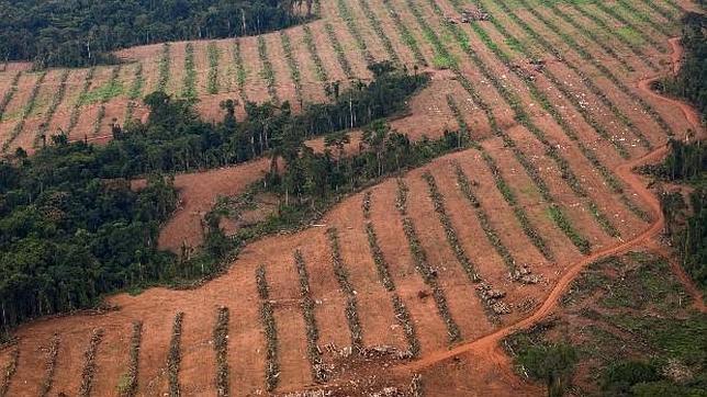 Los bosques tropicales desaparecen a un ritmo mayor al estimado con  anterioridad