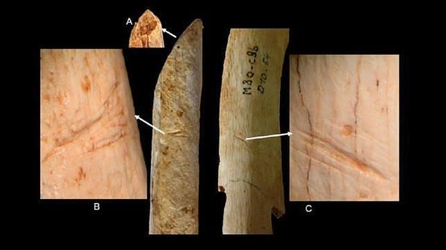 Los neandertales realizaron cortes con herramientas de sílex en este radio