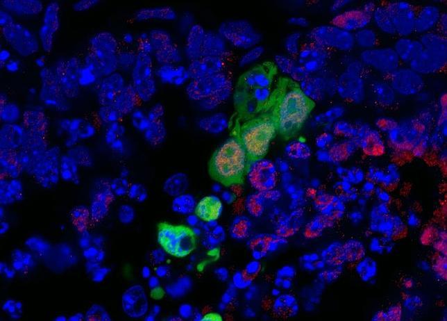 Imagen al microscopio de las nuevas células madre rsPSC (en verde) integradas en un embrión de ratón (en azul). Los puntos rojos indican las células de endodermo que pueden dar lugar a nuevo tejido del sistema digestivo o respiratorio