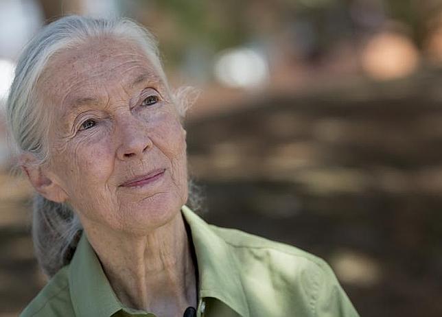 Jane Goodall, en el Museo Nacional de Ciencia y Tecnología, en Alcobendas, Madrid