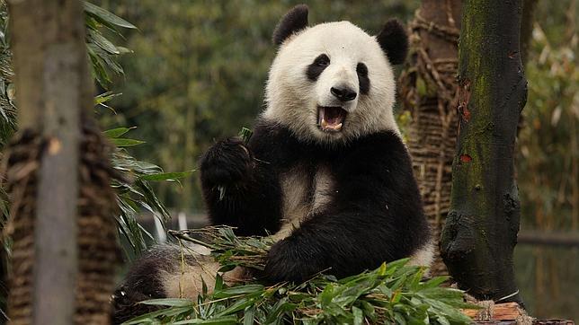 Descubren el origen del «falso pulgar» del oso panda