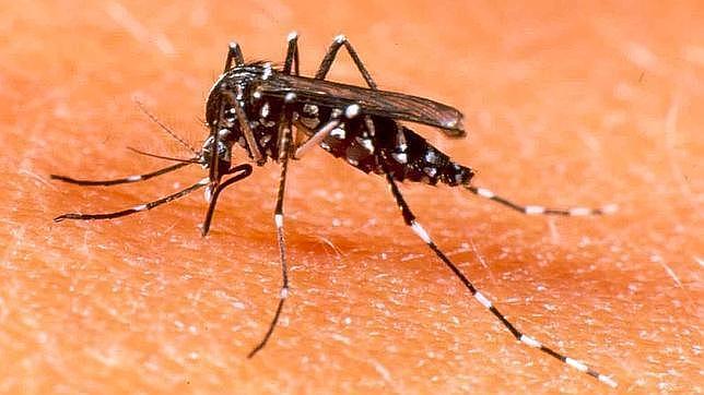 El Ministerio de Sanidad creó hace años un equipo de vigilancia contra este insecto